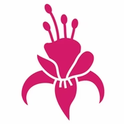 Fuchsia Shoes
