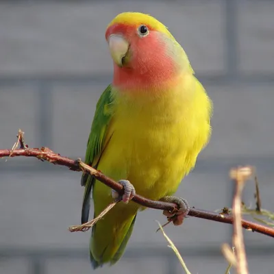 Gantri
