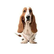 Hush Puppies