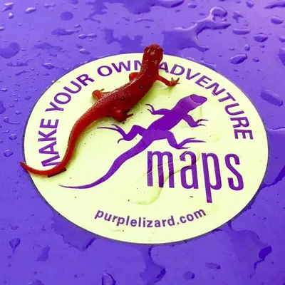 Purplelizard