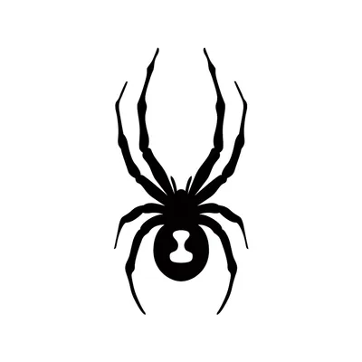 Spyder