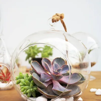 Vase Market