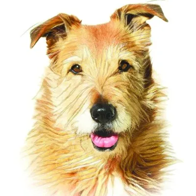 The Whole Dog Journal