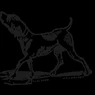 Bird Dog